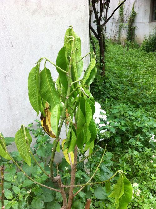 白兰花叶子发黄落叶怎么补救