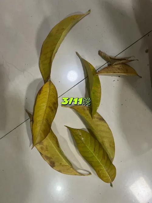 白兰为什么树叶发黄怎么办