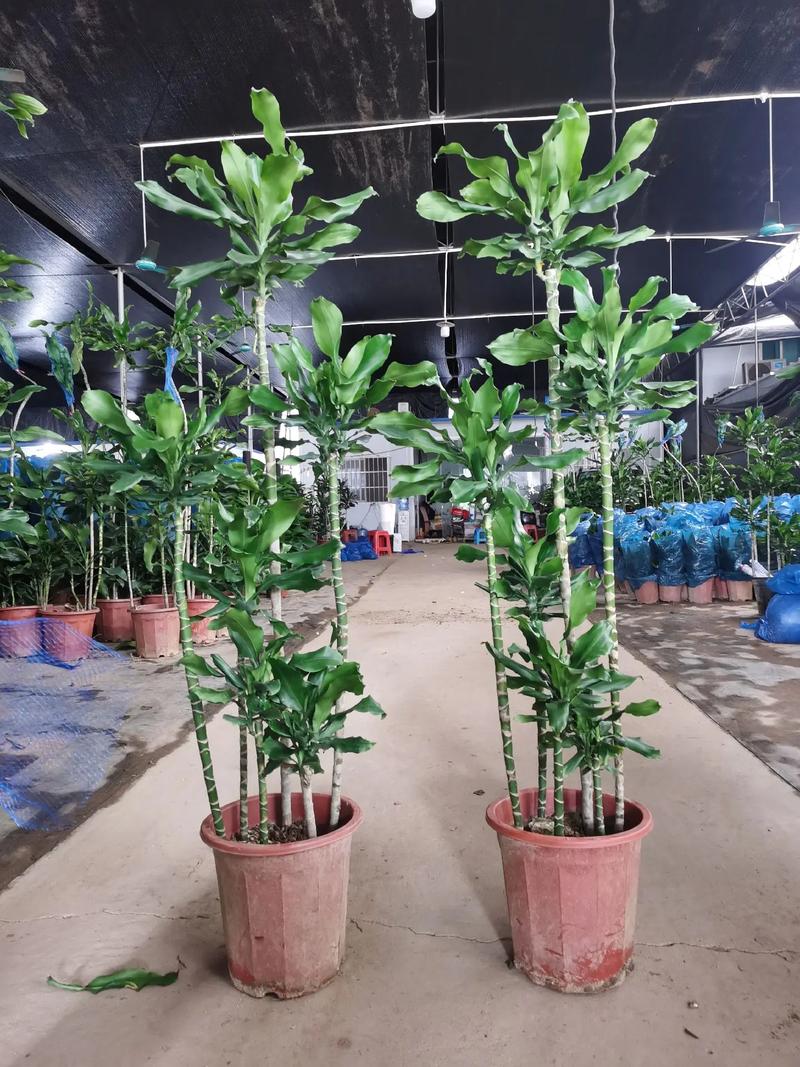 螺纹铁怎么养才茂盛