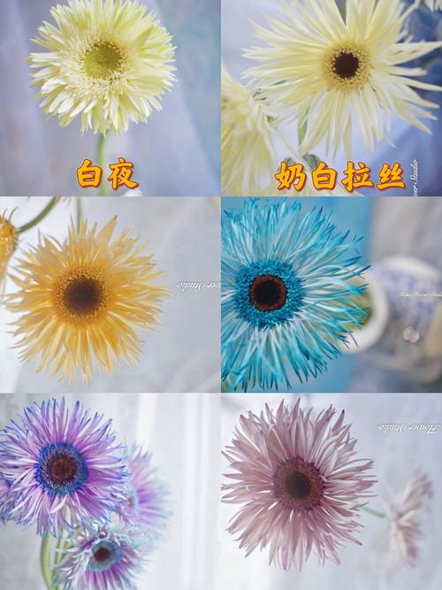 非洲菊都有哪些用途