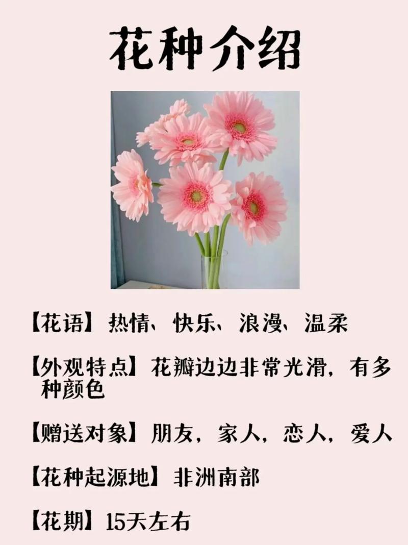 非洲菊花语