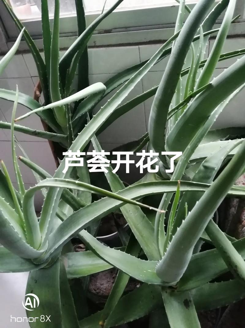 风水学来说芦荟开花预示什么