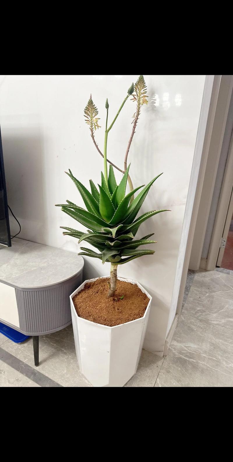 芦荟放在哪里风水好有什么禁忌
