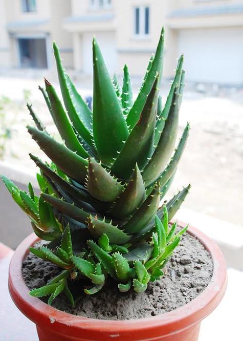 芦荟可以养在家里吗风水好吗