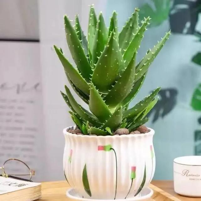 芦荟盆栽的风水寓意与摆放