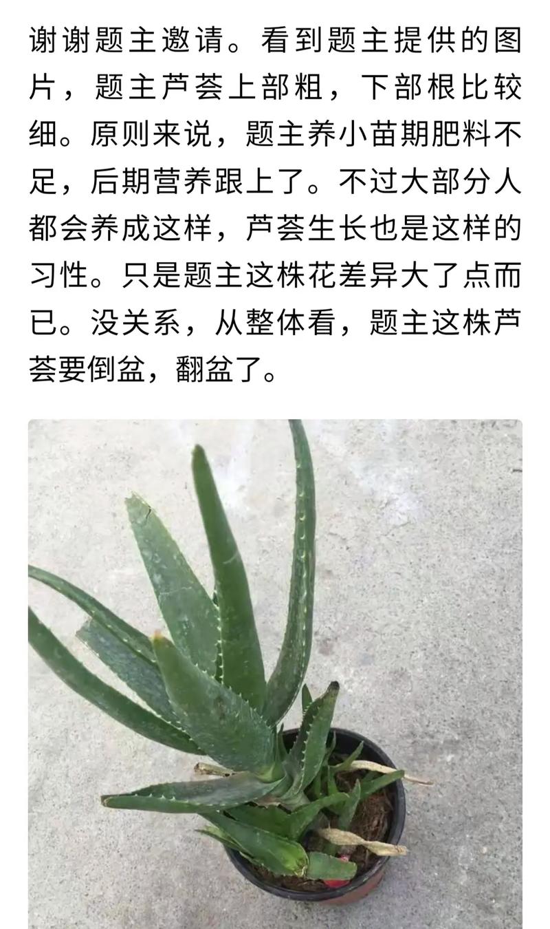 家里养芦荟好吗风水