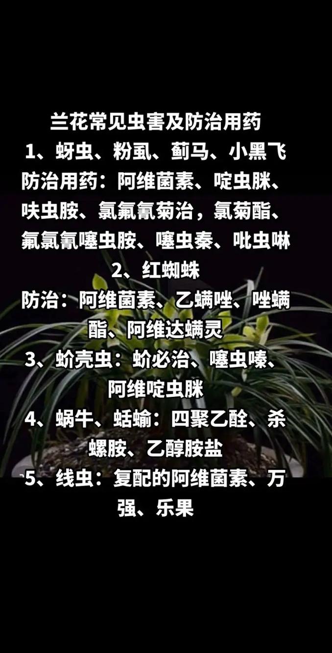 大花蕙兰的病虫害及其防治,炭疽病加强通风剪叶洒药