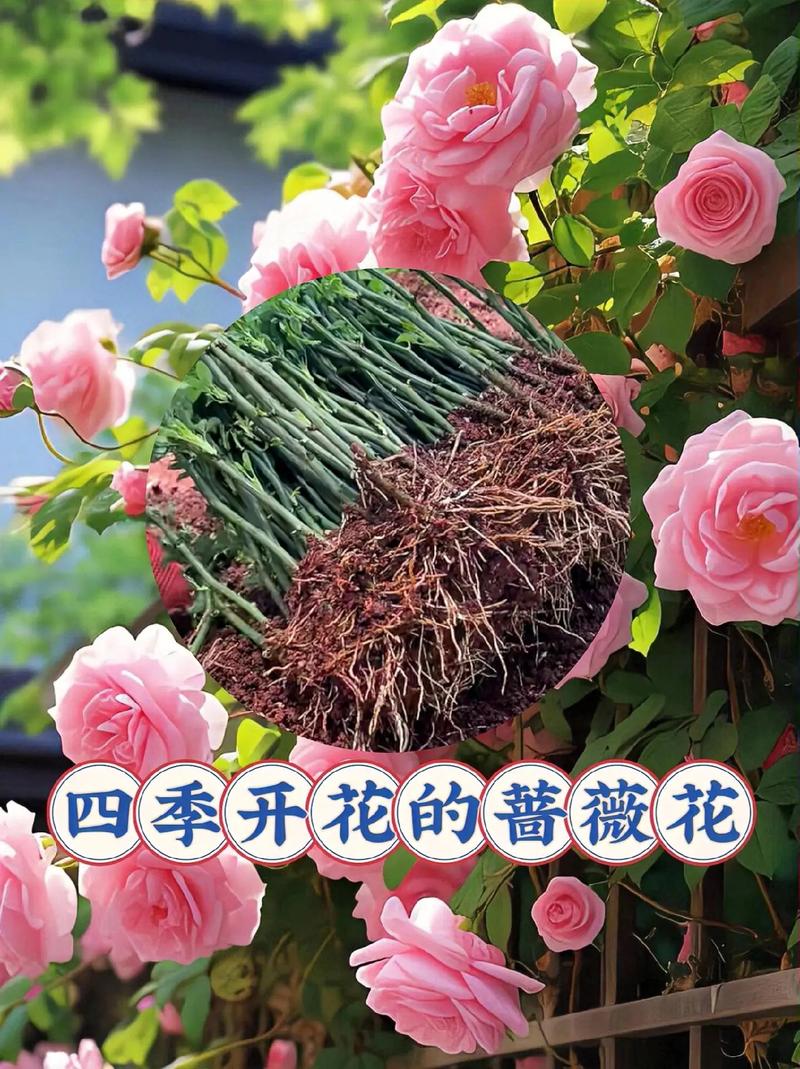 蔷薇花怎么养家庭养法