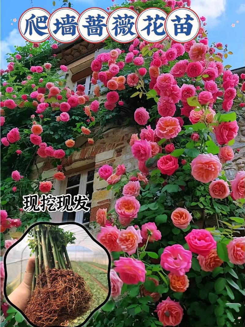 阳台如何养蔷薇花
