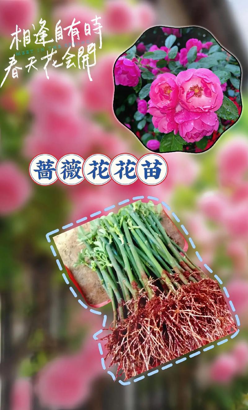 教你蔷薇花怎么养