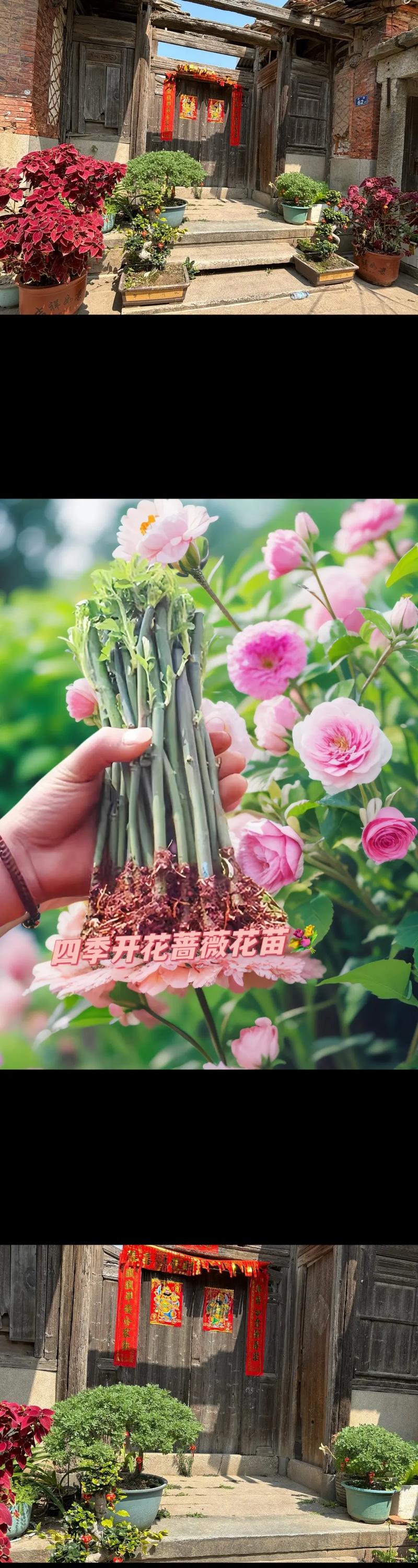 蔷薇花的养殖方法