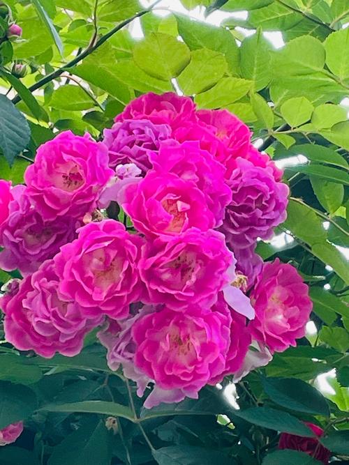 蔷薇花的养殖方法和注意事项,八大养殖方法和注意事项