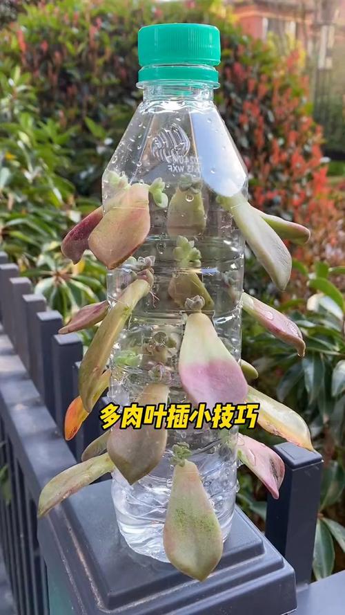 叶插多肉出芽后怎么办，叶插多肉发芽后怎么办？