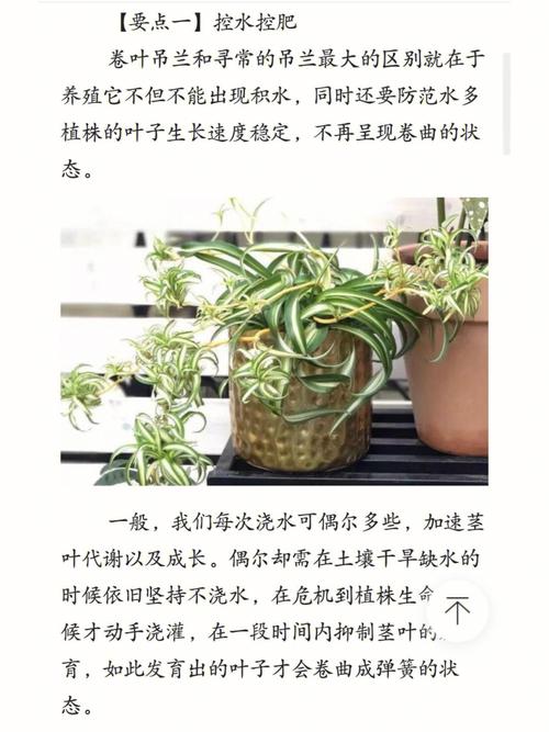 吊兰发黄是什么原因？吊兰发黄了怎么办？