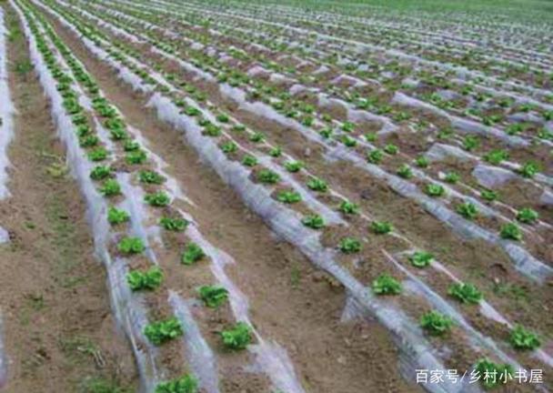 小茴香软腐病防治措施