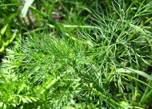 球茎茴香病虫害防治