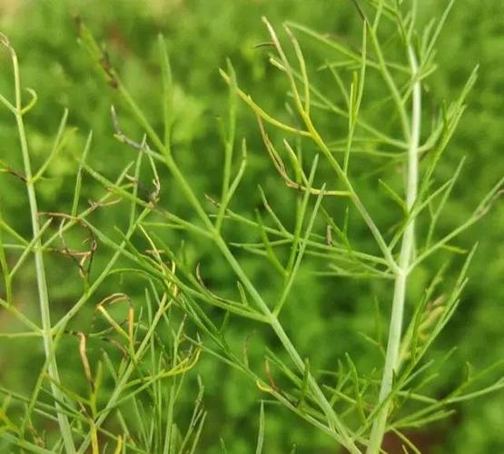 茴香的病虫害防治