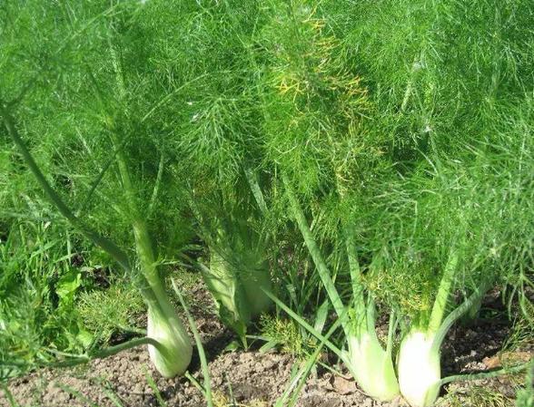 茴香花期病虫害