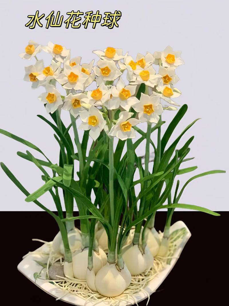 水仙花适合放在室内吗
