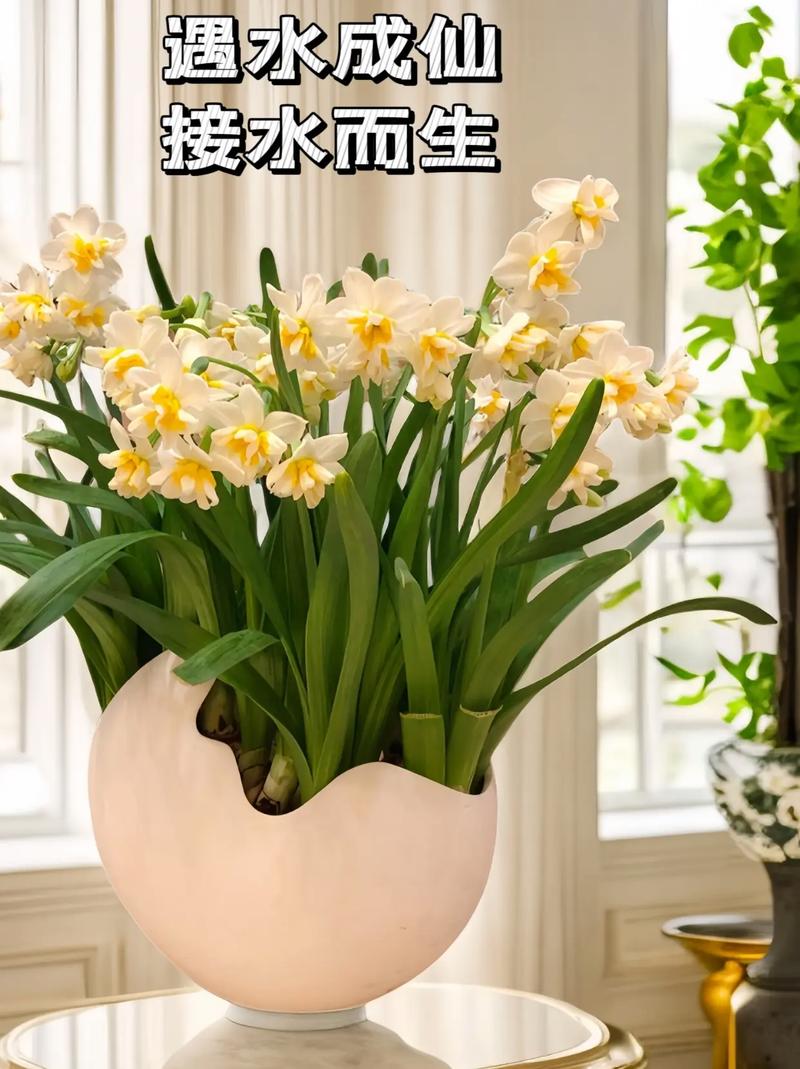 水仙花适不适合放在屋子里养?放屋里养有没有毒?求解答