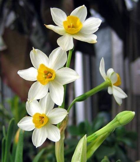 水仙花有毒吗可以在室内养吗