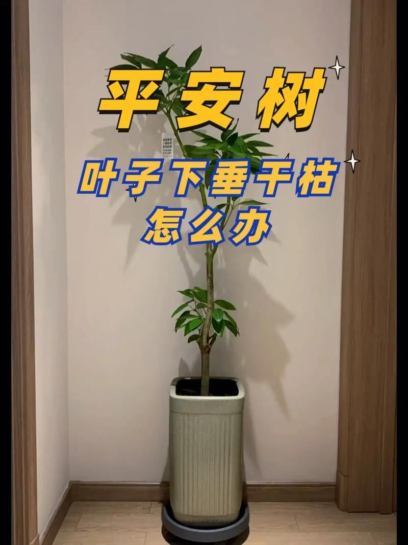 平安树怎么剪枝