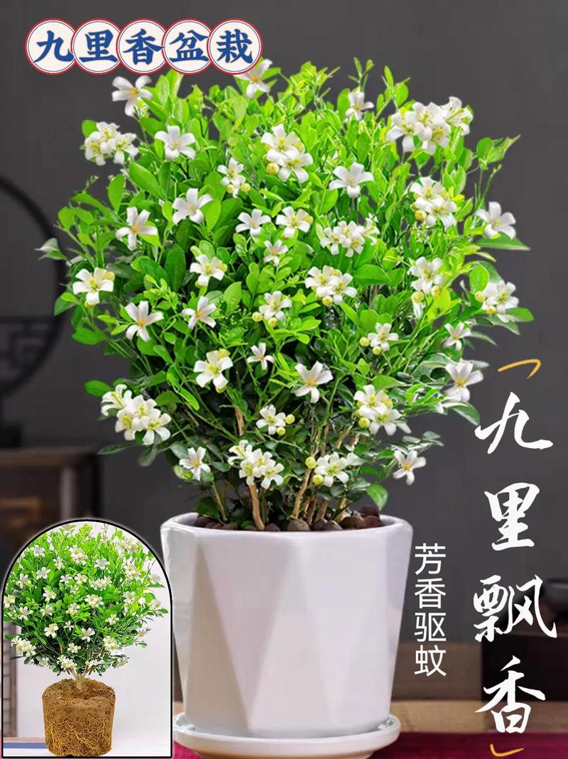 九里香能放屋里养吗