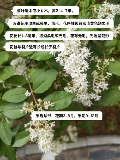 小蜡和小叶女贞有什么区别?