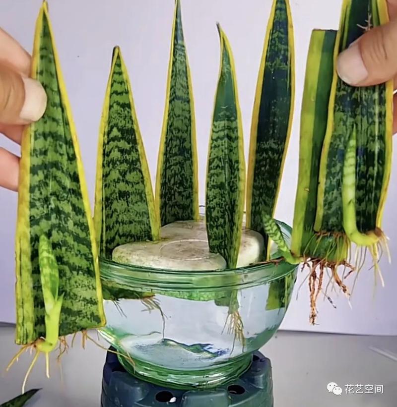 虎皮兰的扦插方法