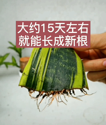 虎皮兰正确扦插方法