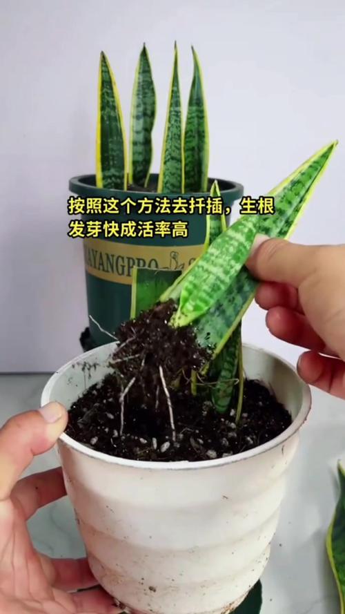 虎皮兰怎么扦插容易生根