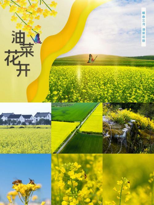 花语与油菜花的传说
