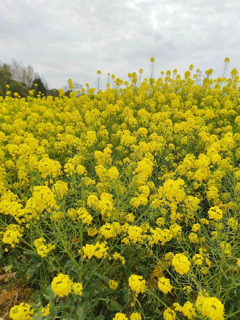 油菜花代表什么爱情