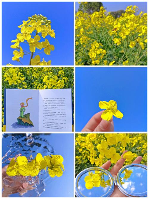 油菜花花语
