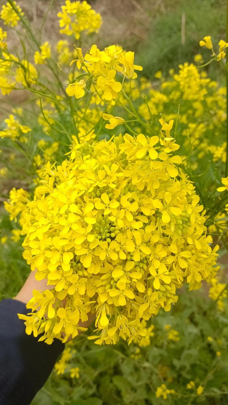 油菜花的花语及传说