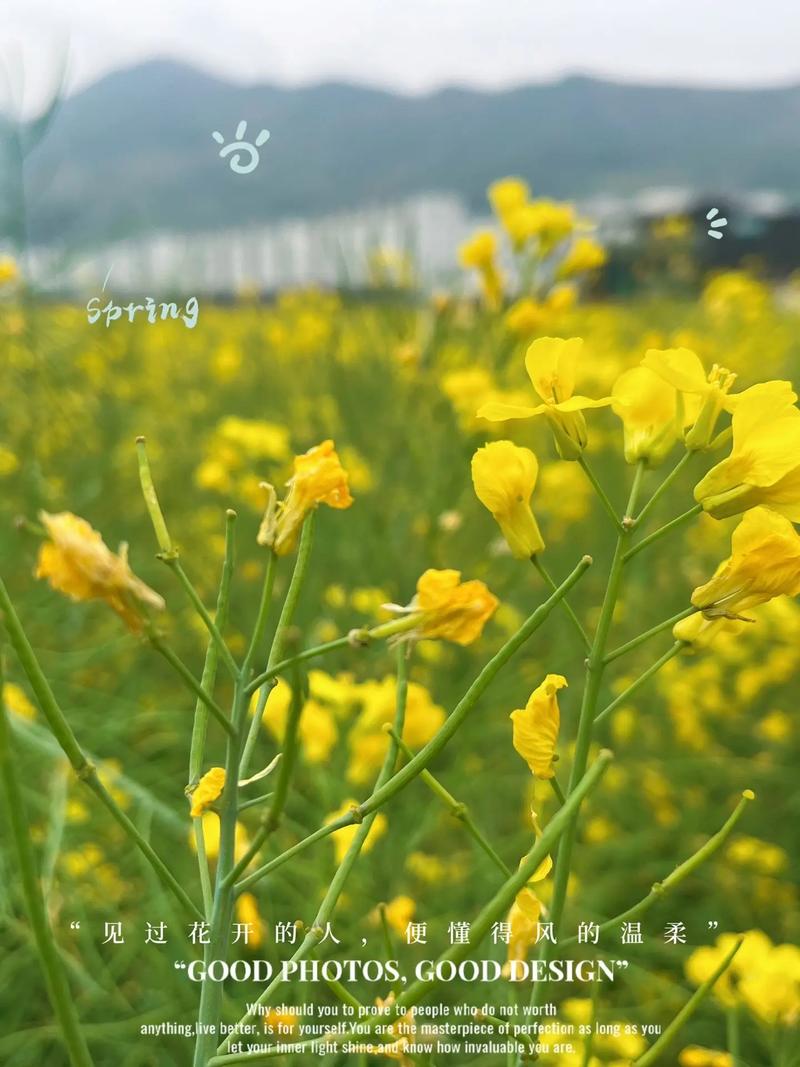油菜花花语是什么意思