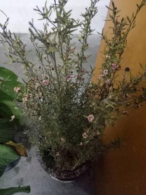 松红梅干枯后怎么救活