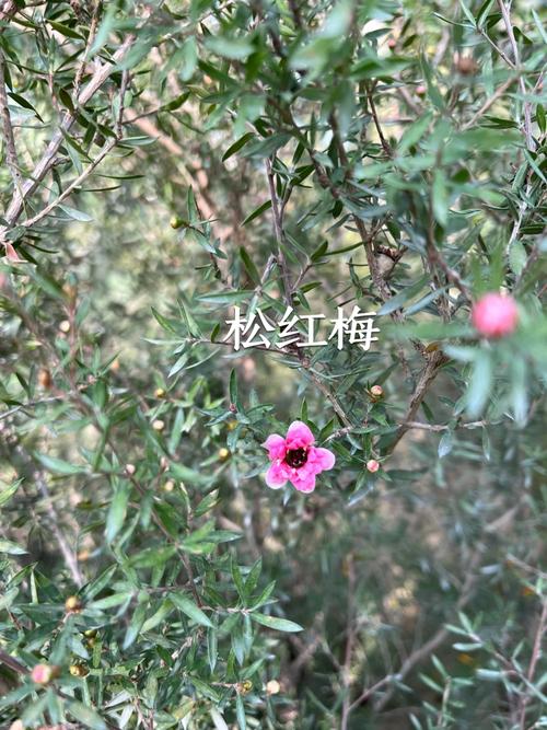 松红梅叶子干枯怎么办,4招教你让松红梅叶绿如新