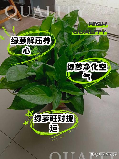 绿萝风水作用有哪些