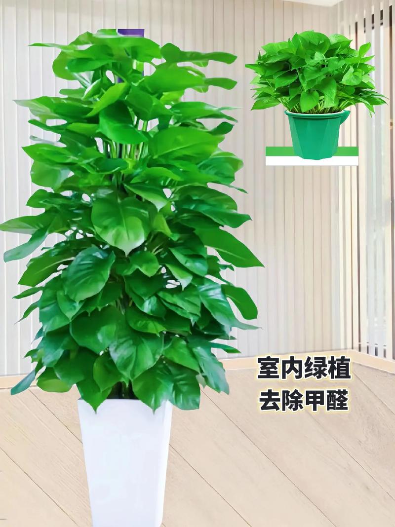 绿萝有什么风水寓意
