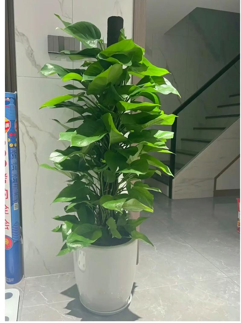 家里养绿萝对风水好吗