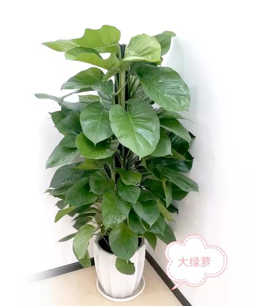 绿萝的风水寓意和摆放位置