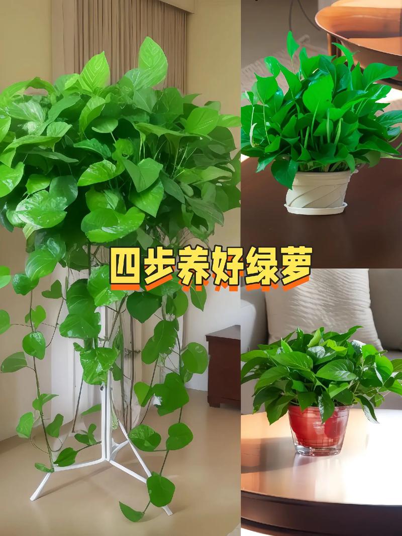 家里养绿萝到底好不好风水讲究