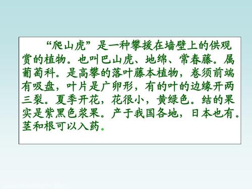 爬山虎简介