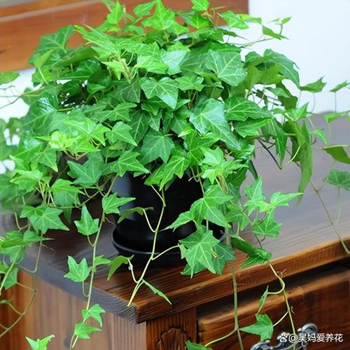 夏天太阳“毒又辣”,9种花“一晒就死”,赶紧搬屋里