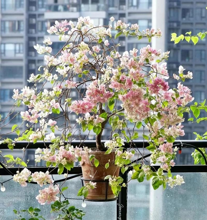 什么花不适合多晒太阳