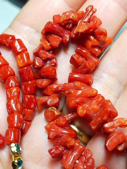 冬珊瑚适合在卧室养殖吗?怎么有股味道?