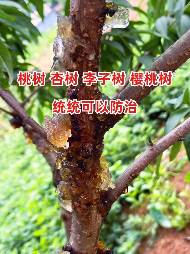 杏树病虫害及防治方法