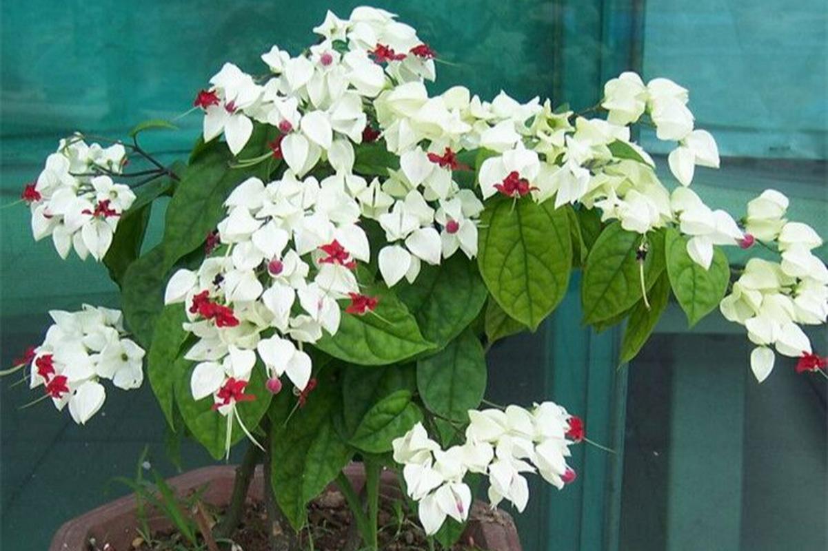 龙吐珠病虫害防治
