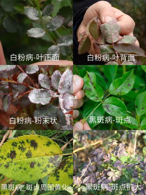 龙吐珠常见病害及防治方法,及时喷药防治避免植株死亡